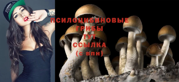 крисы Алзамай